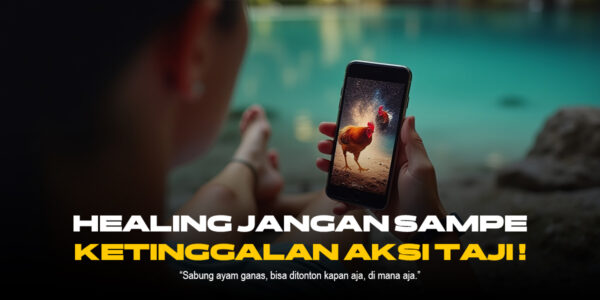 Mengenal Jenis Ayam Petarung di Sabung Ayam SV388