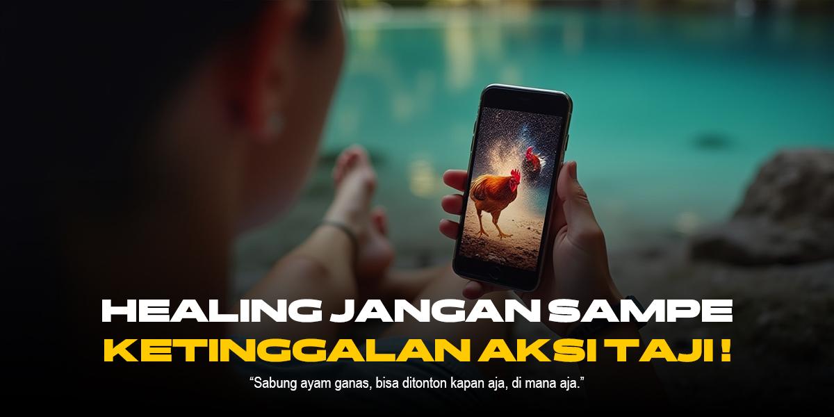 Mengenal Jenis Ayam Petarung di Sabung Ayam SV388