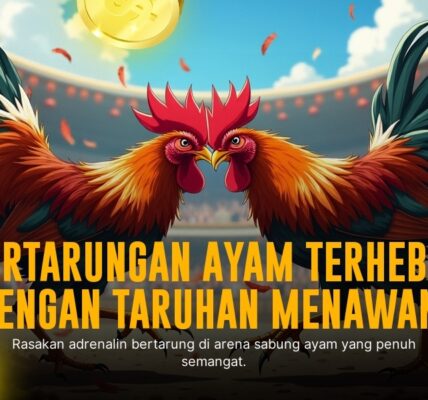Mengenal Ayam Bangkok, Raja Sabung Ayam SV388