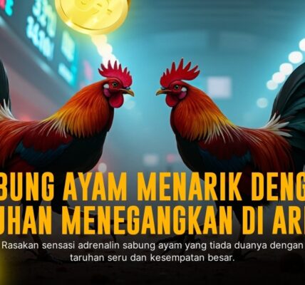 Mengenal Ayam Bangkok, Raja Sabung Ayam di SV388